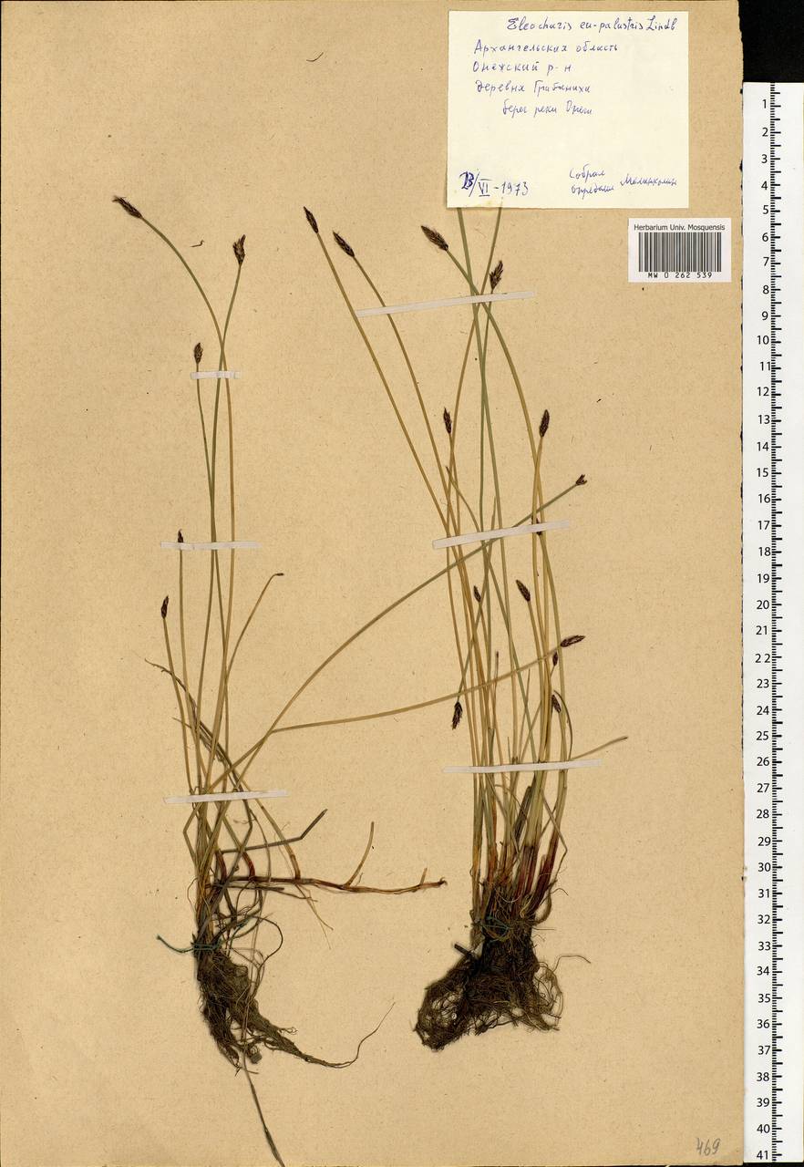 Eleocharis palustris (L.) Roem. & Schult., Eastern Europe, Northern region (E1) (Russia)