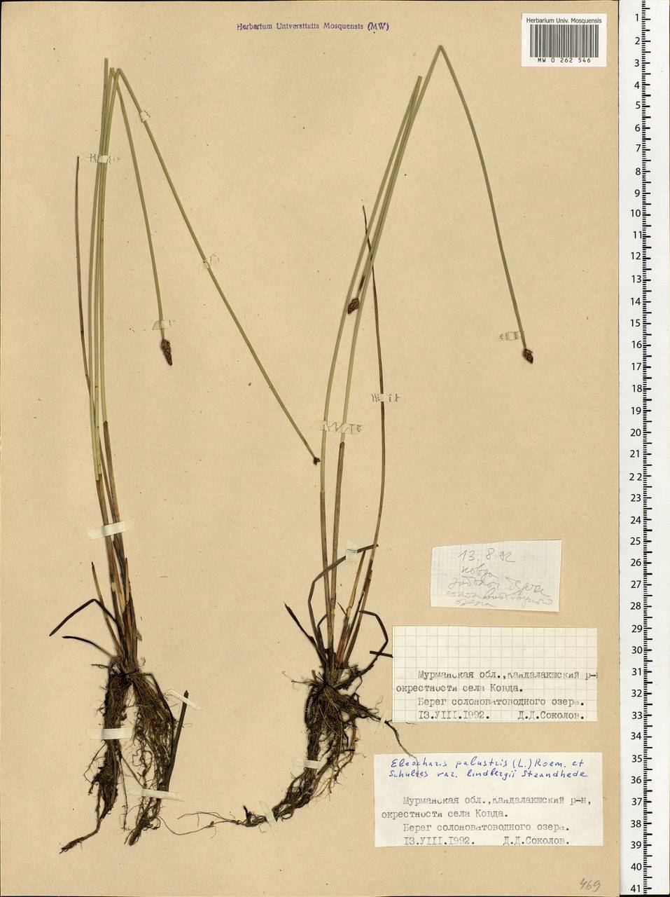 Eleocharis palustris (L.) Roem. & Schult., Eastern Europe, Northern region (E1) (Russia)