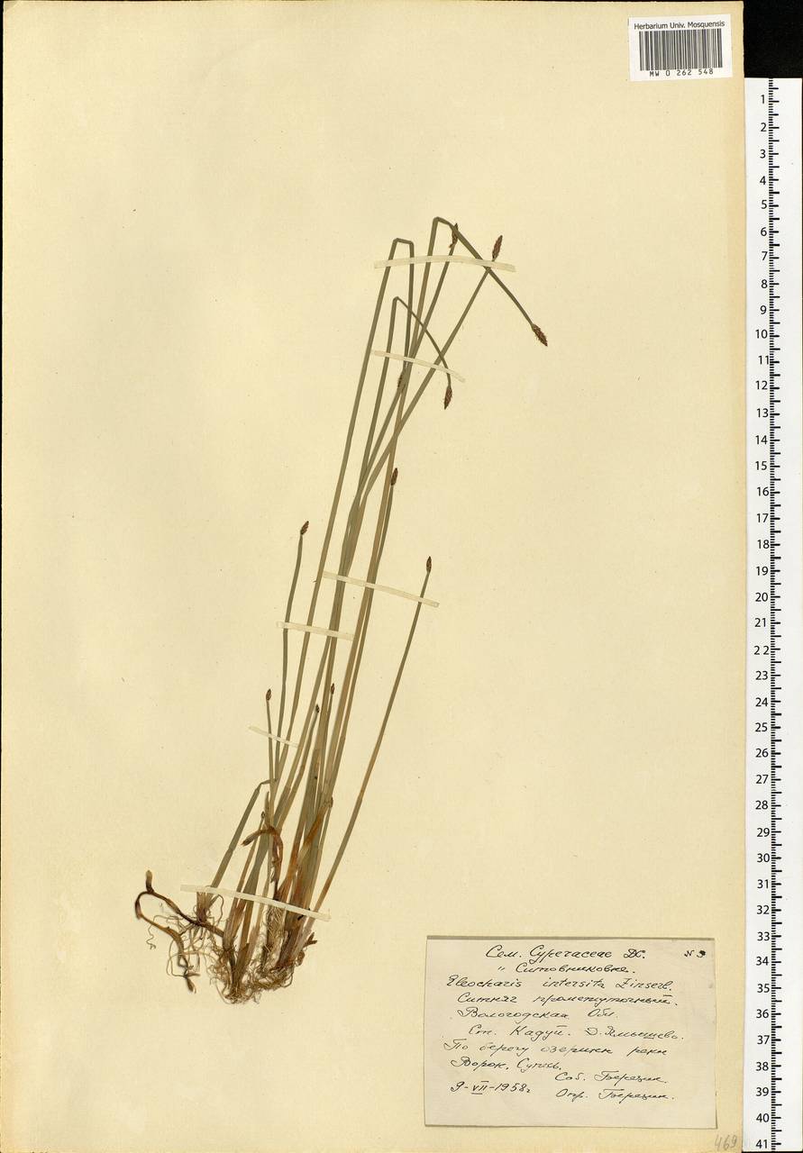 Eleocharis palustris (L.) Roem. & Schult., Eastern Europe, Northern region (E1) (Russia)