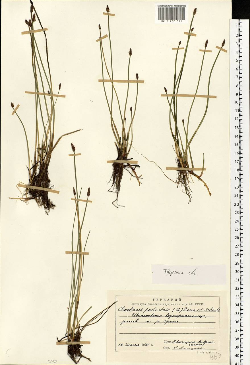 Eleocharis palustris (L.) Roem. & Schult., Eastern Europe, North-Western region (E2) (Russia)