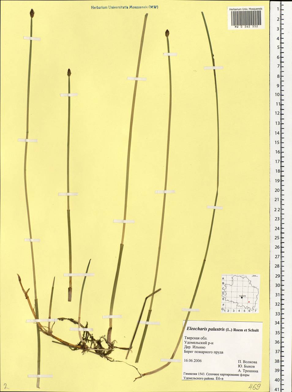 Eleocharis palustris (L.) Roem. & Schult., Eastern Europe, North-Western region (E2) (Russia)