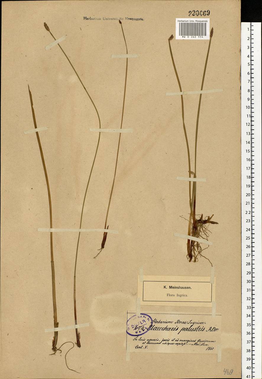 Eleocharis palustris (L.) Roem. & Schult., Eastern Europe, North-Western region (E2) (Russia)