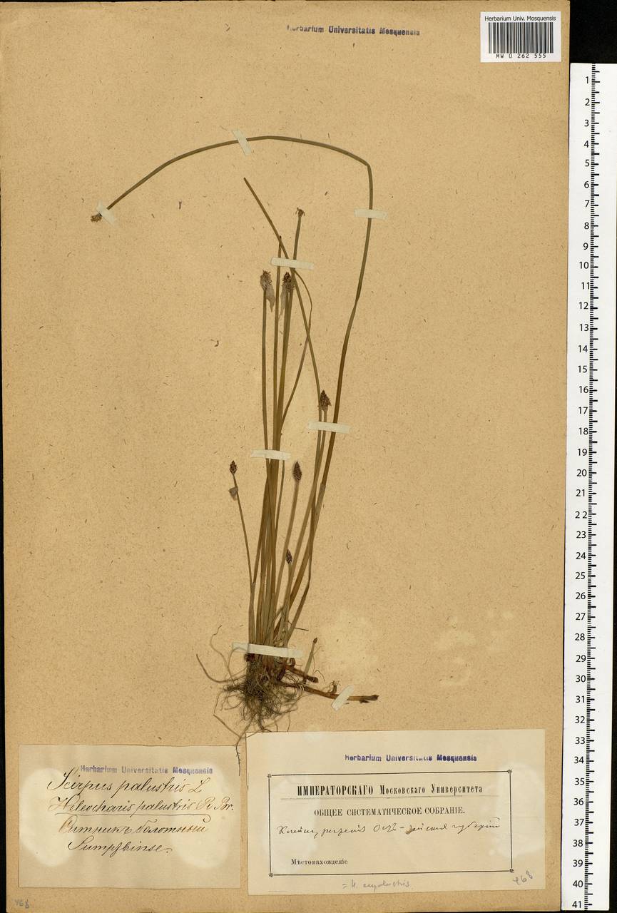 Eleocharis palustris (L.) Roem. & Schult., Eastern Europe, Latvia (E2b) (Latvia)