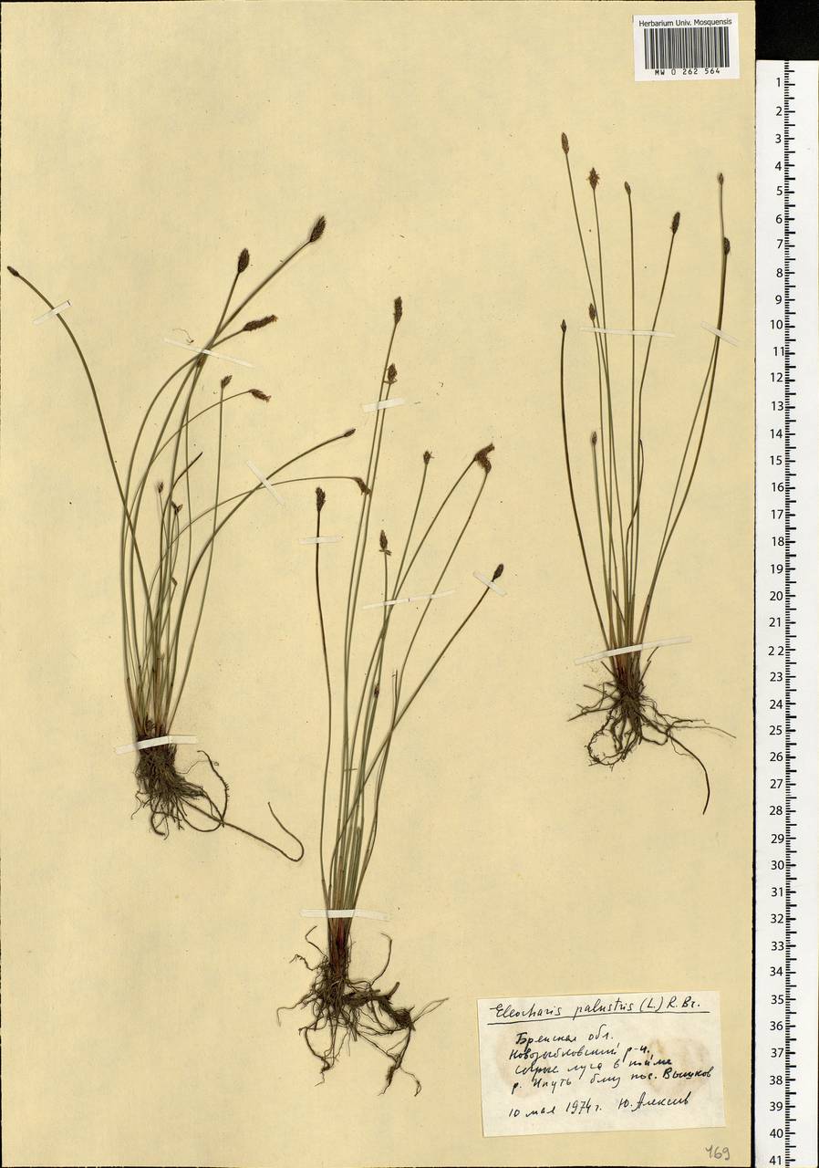 Eleocharis palustris (L.) Roem. & Schult., Eastern Europe, Western region (E3) (Russia)