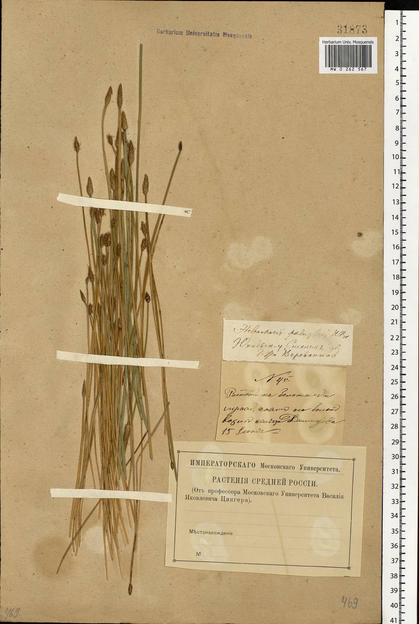 Eleocharis palustris (L.) Roem. & Schult., Eastern Europe, Central region (E4) (Russia)