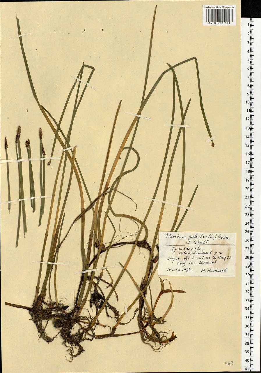 Eleocharis palustris (L.) Roem. & Schult., Eastern Europe, Western region (E3) (Russia)