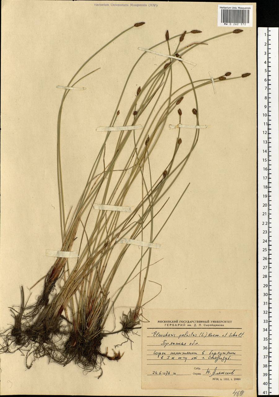 Eleocharis palustris (L.) Roem. & Schult., Eastern Europe, Western region (E3) (Russia)