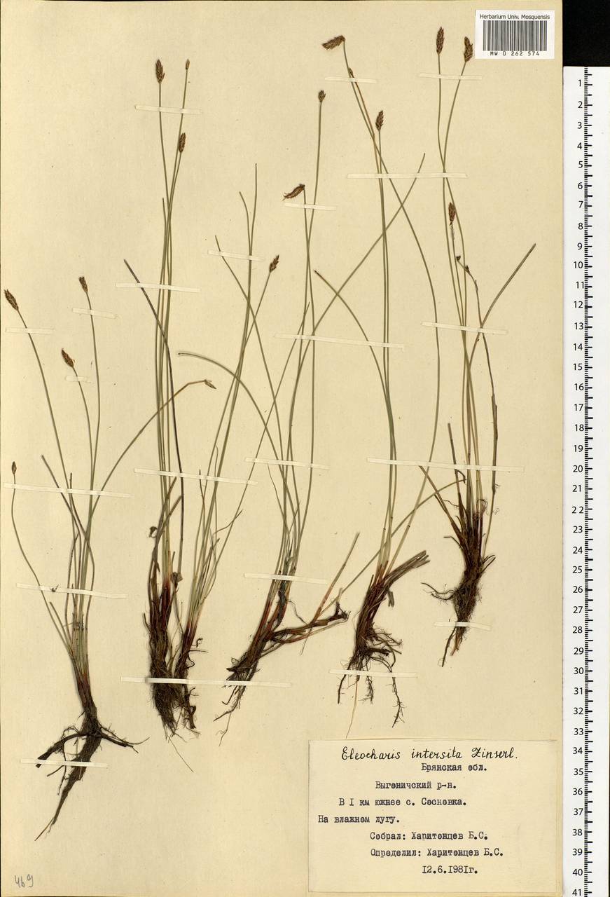 Eleocharis palustris (L.) Roem. & Schult., Eastern Europe, Western region (E3) (Russia)