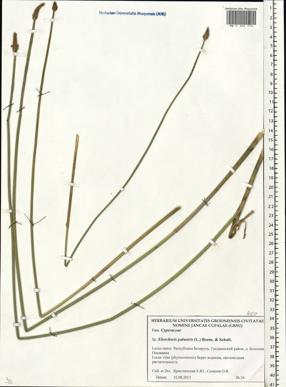 Eleocharis palustris (L.) Roem. & Schult., Eastern Europe, Belarus (E3a) (Belarus)