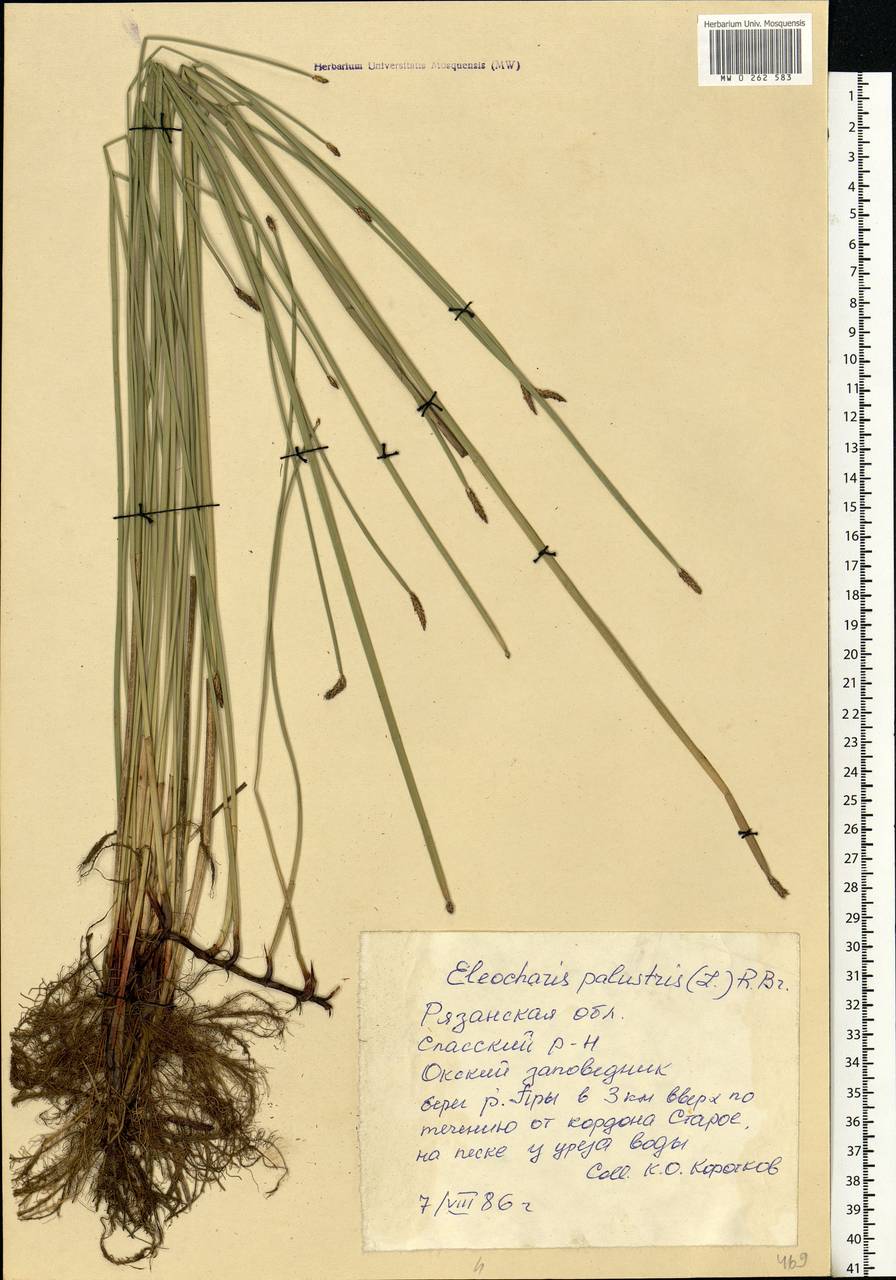 Eleocharis palustris (L.) Roem. & Schult., Eastern Europe, Central region (E4) (Russia)