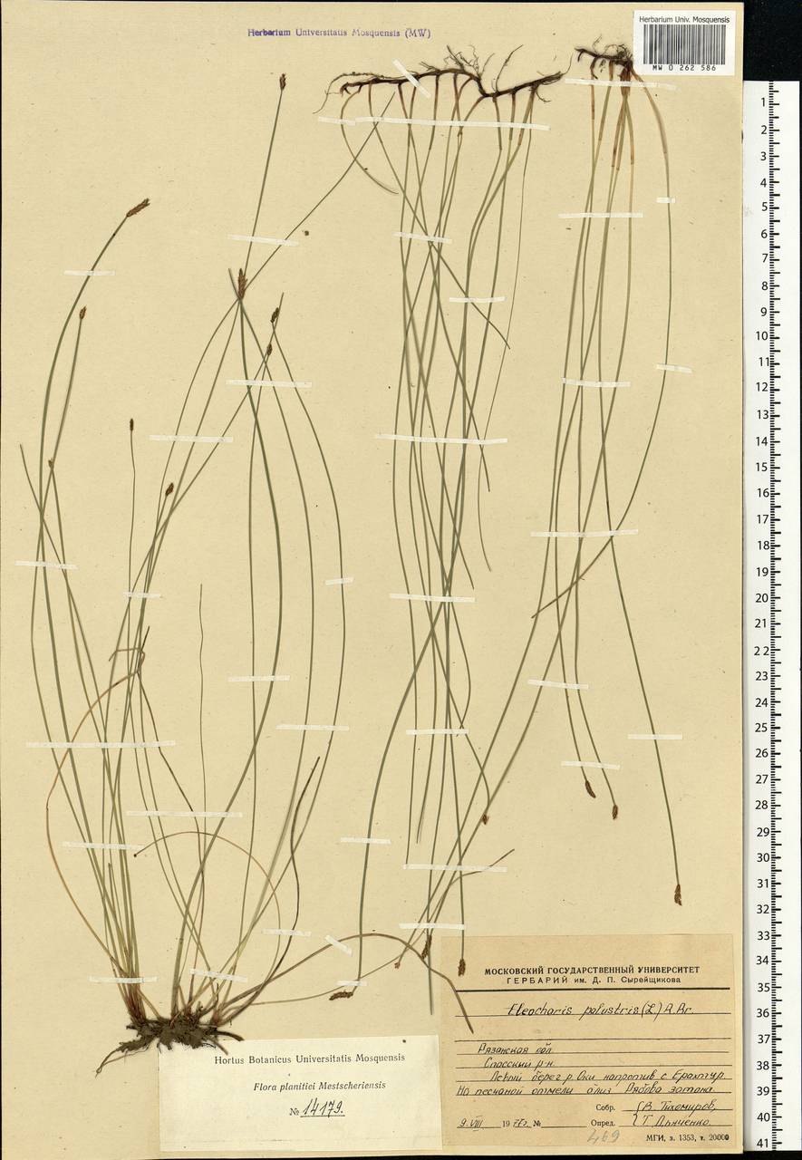 Eleocharis palustris (L.) Roem. & Schult., Eastern Europe, Central region (E4) (Russia)
