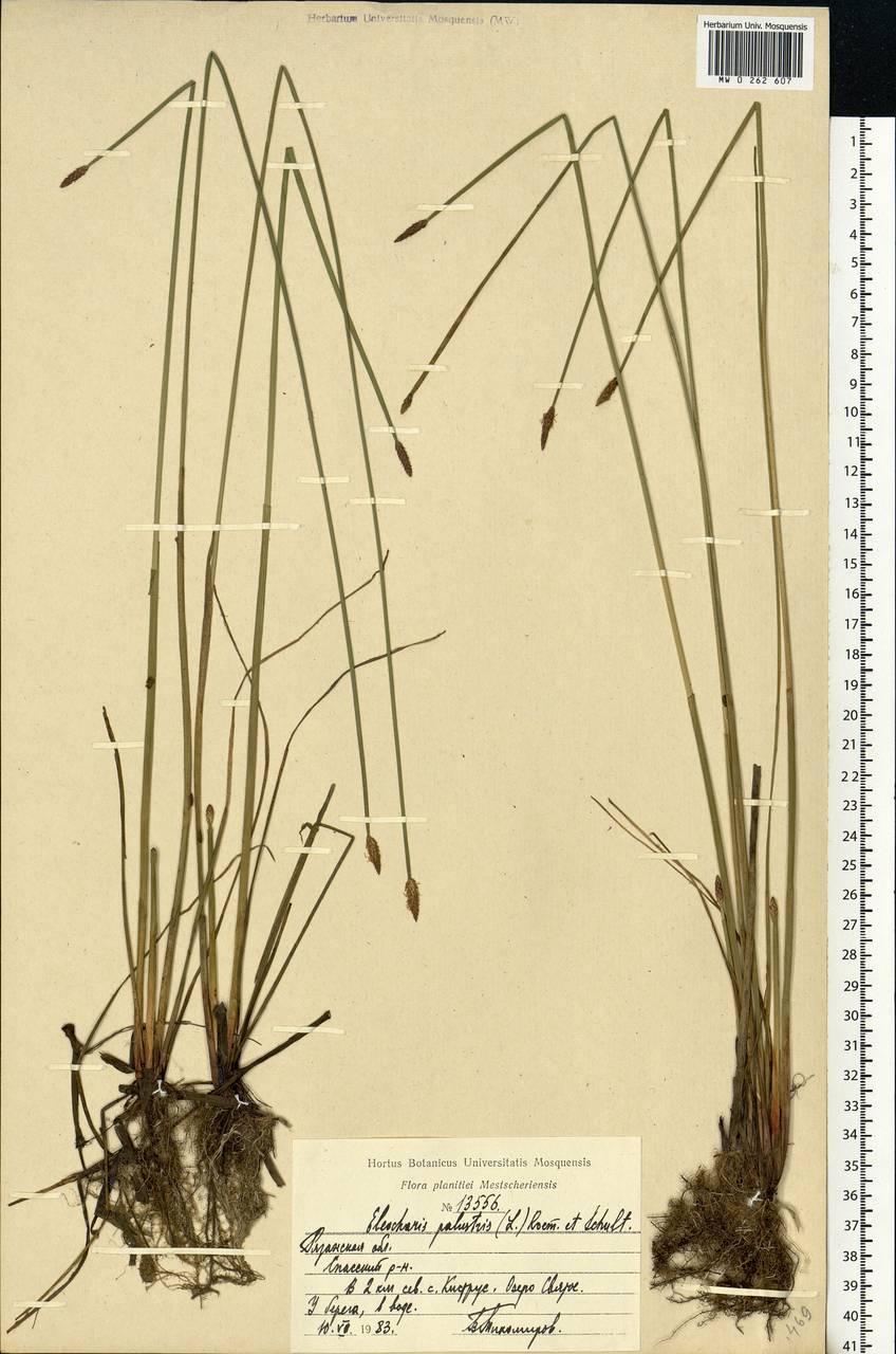 Eleocharis palustris (L.) Roem. & Schult., Eastern Europe, Central region (E4) (Russia)