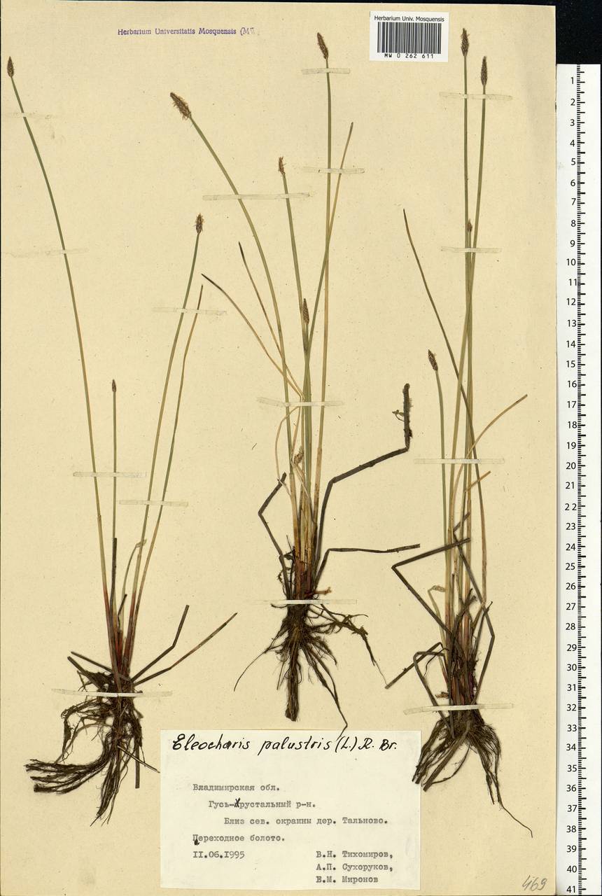 Eleocharis palustris (L.) Roem. & Schult., Eastern Europe, Central region (E4) (Russia)