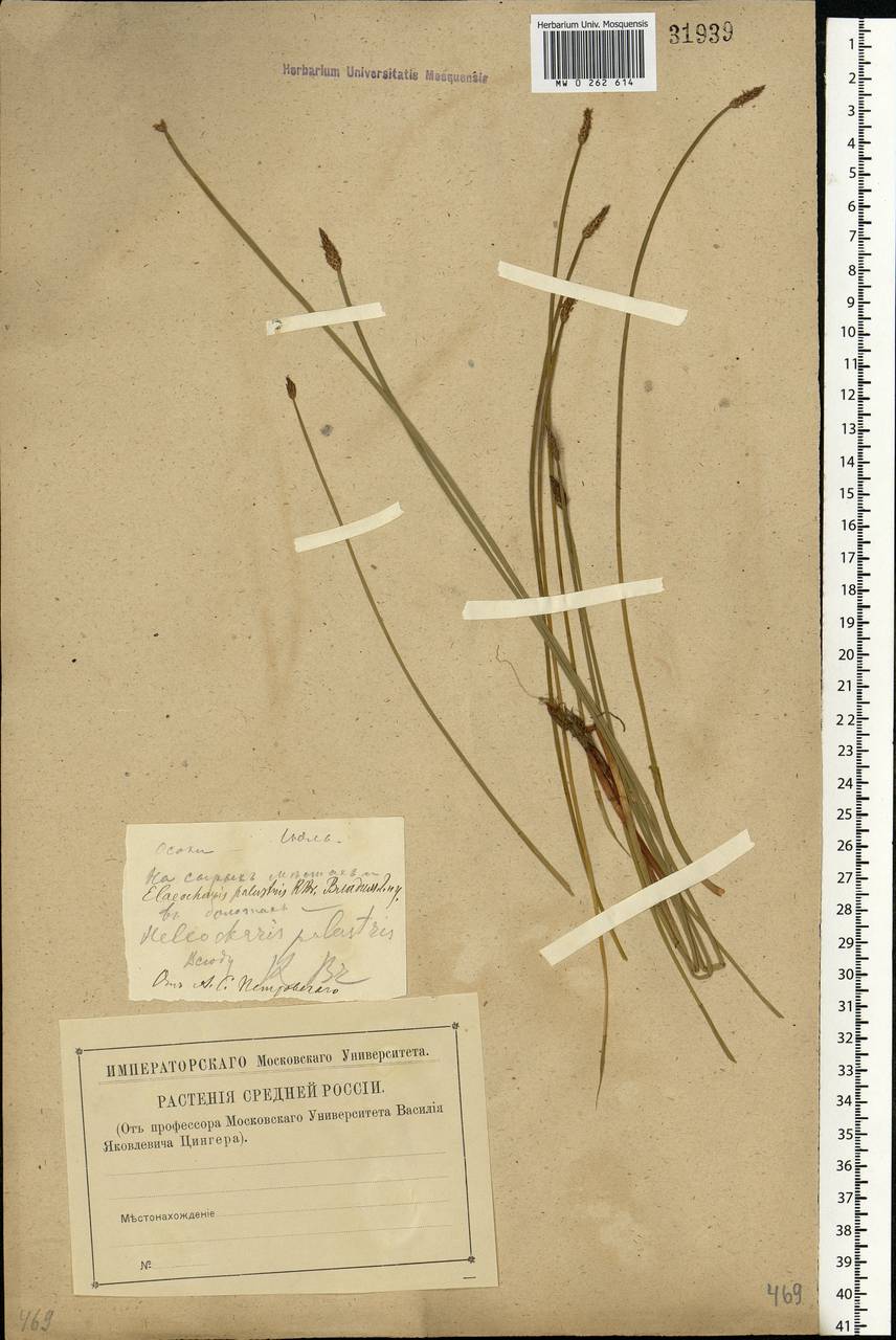 Eleocharis palustris (L.) Roem. & Schult., Eastern Europe, Central region (E4) (Russia)