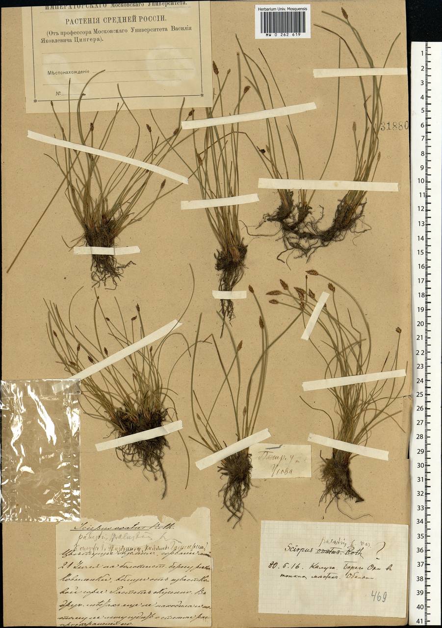 Eleocharis palustris (L.) Roem. & Schult., Eastern Europe, Lower Volga region (E9) (Russia)