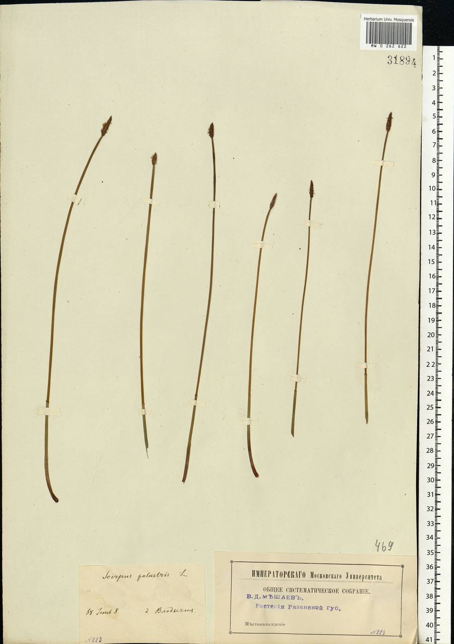 Eleocharis palustris (L.) Roem. & Schult., Eastern Europe, Central region (E4) (Russia)