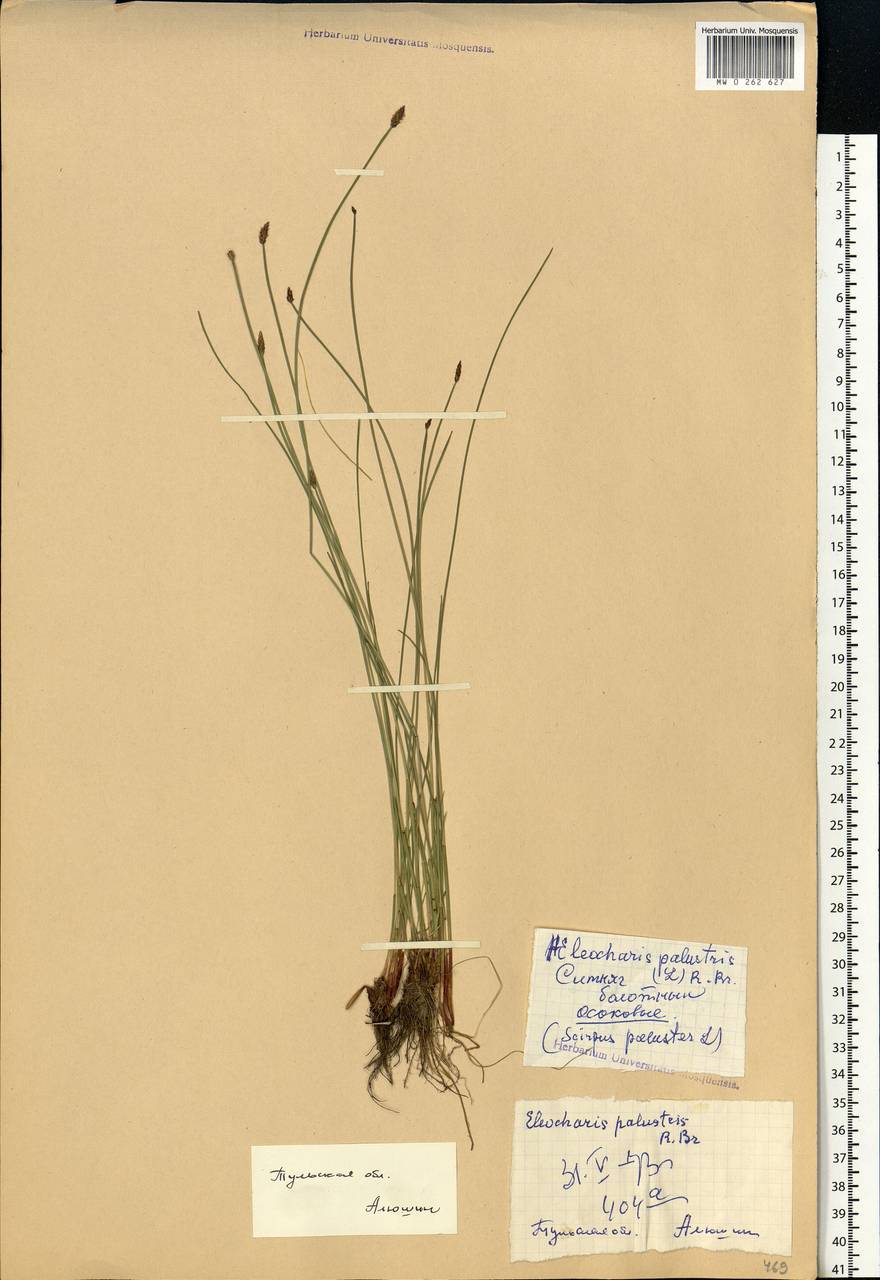 Eleocharis palustris (L.) Roem. & Schult., Eastern Europe, Central region (E4) (Russia)