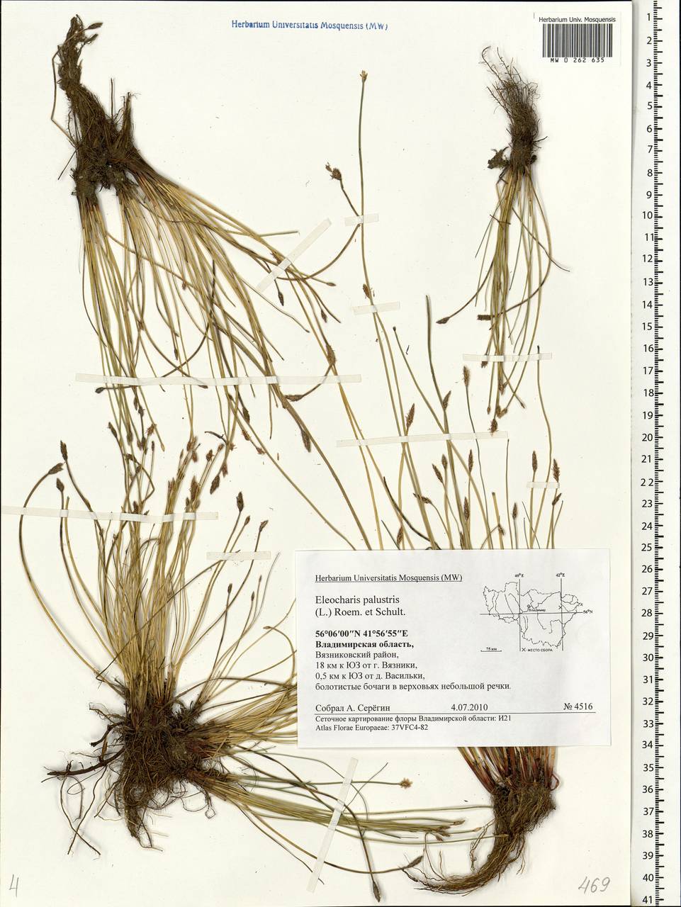 Eleocharis palustris (L.) Roem. & Schult., Eastern Europe, Central region (E4) (Russia)