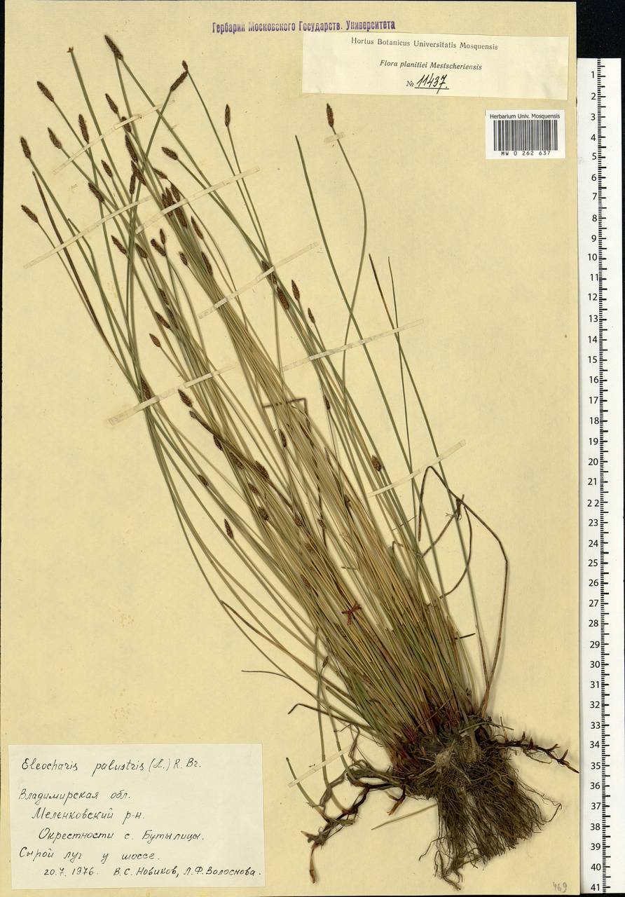 Eleocharis palustris (L.) Roem. & Schult., Eastern Europe, Central region (E4) (Russia)