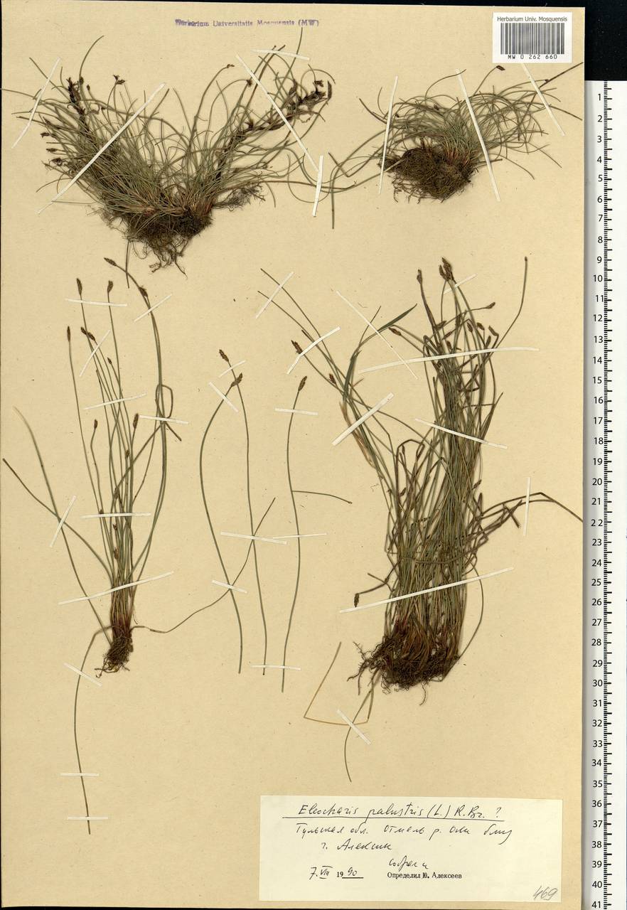Eleocharis palustris (L.) Roem. & Schult., Eastern Europe, Central region (E4) (Russia)