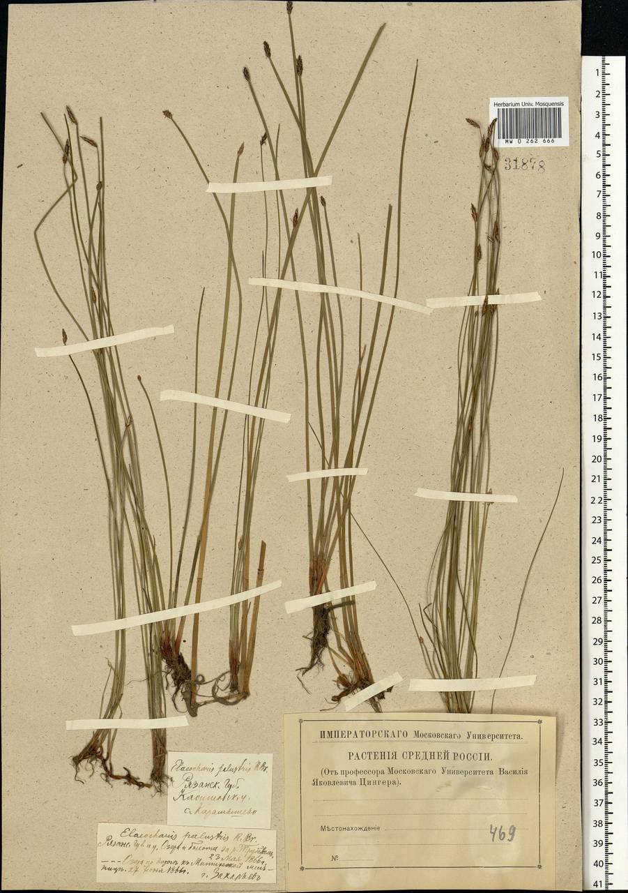 Eleocharis palustris (L.) Roem. & Schult., Eastern Europe, Central region (E4) (Russia)