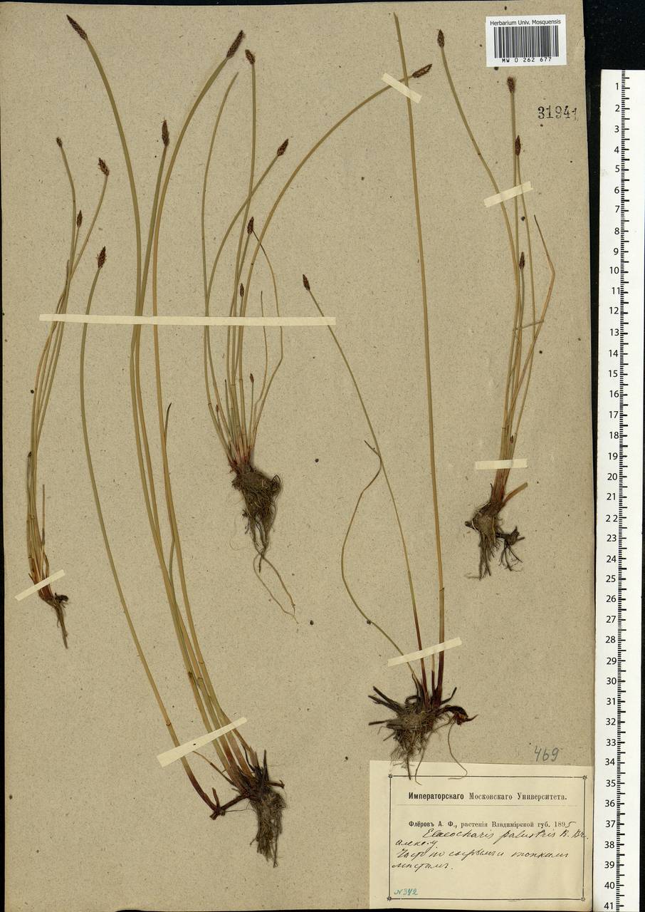 Eleocharis palustris (L.) Roem. & Schult., Eastern Europe, Central region (E4) (Russia)