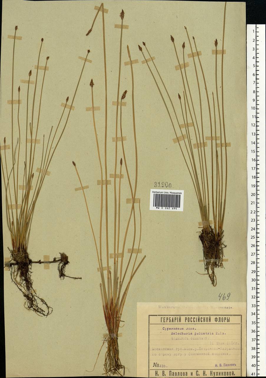 Eleocharis palustris (L.) Roem. & Schult., Eastern Europe, Moscow region (E4a) (Russia)