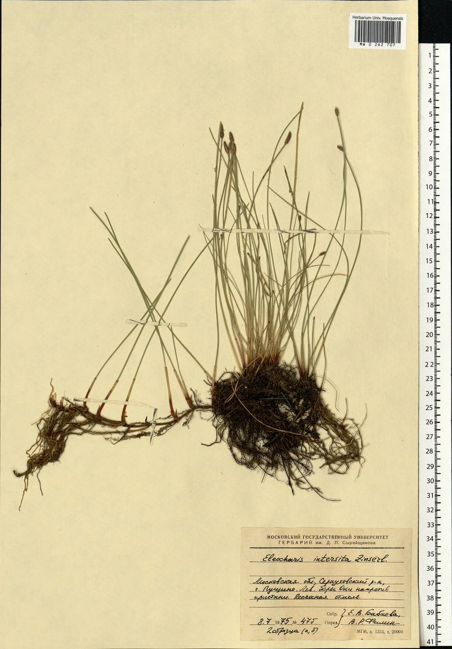 Eleocharis palustris (L.) Roem. & Schult., Eastern Europe, Moscow region (E4a) (Russia)