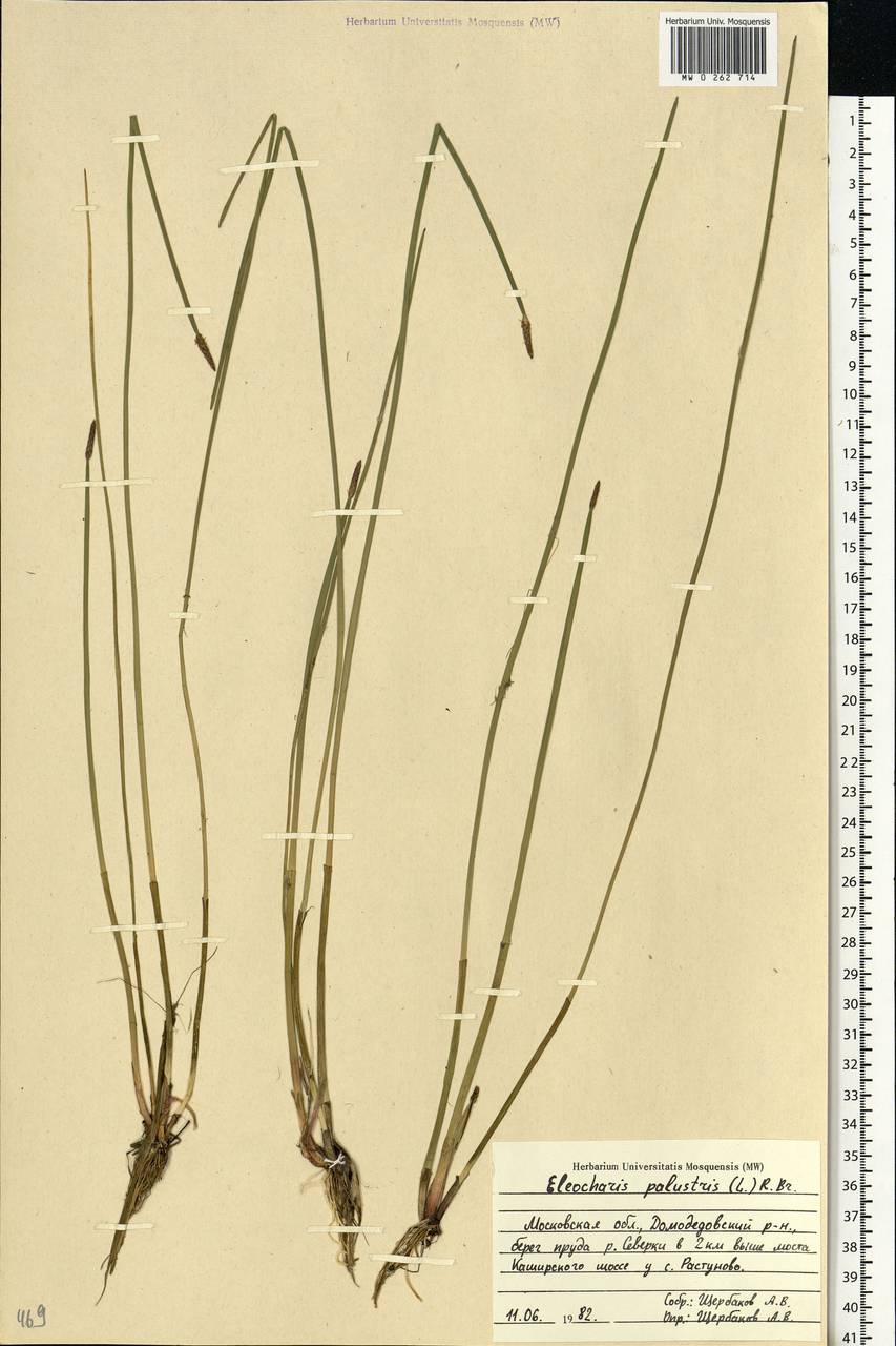 Eleocharis palustris (L.) Roem. & Schult., Eastern Europe, Moscow region (E4a) (Russia)