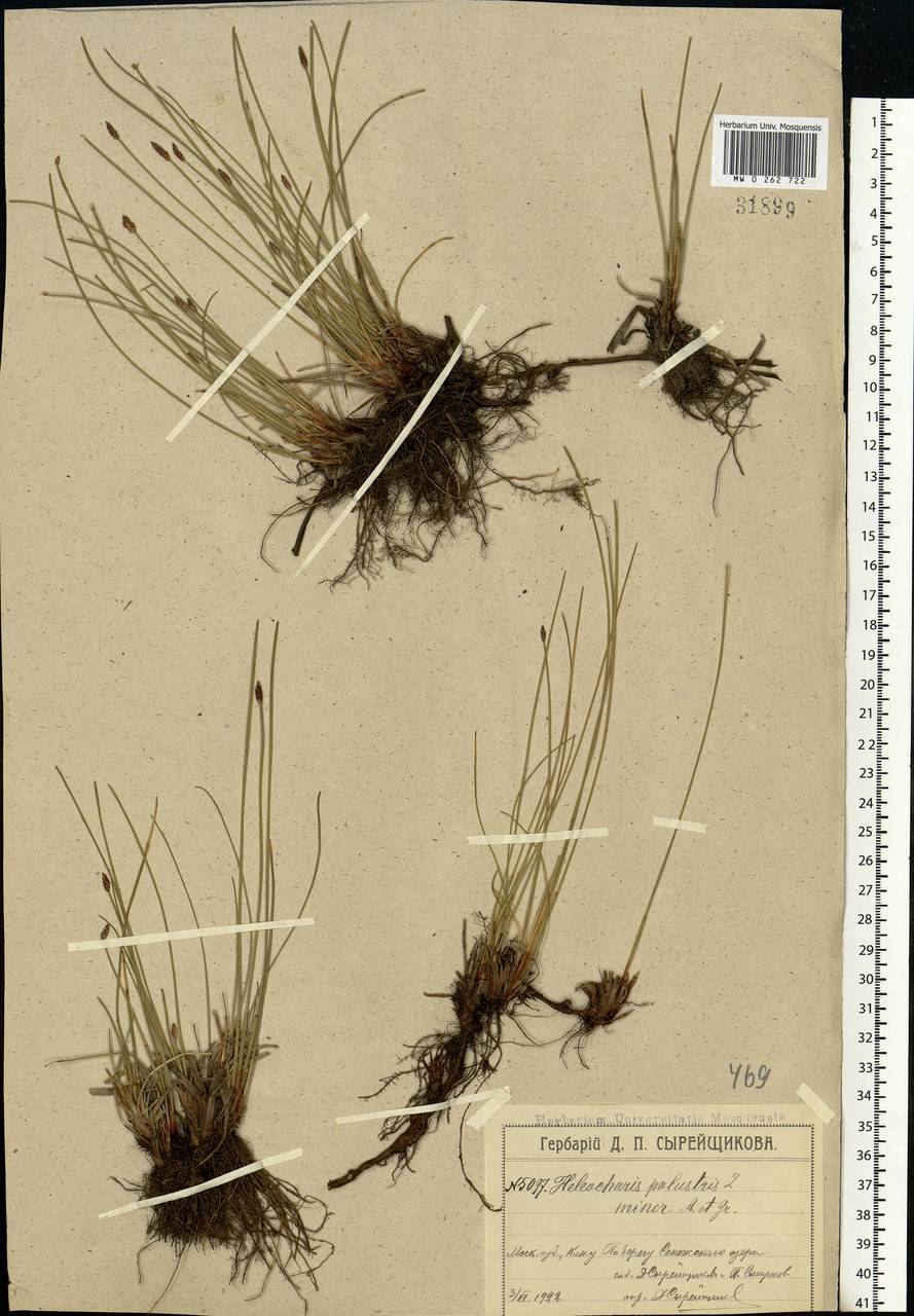 Eleocharis palustris (L.) Roem. & Schult., Eastern Europe, Moscow region (E4a) (Russia)