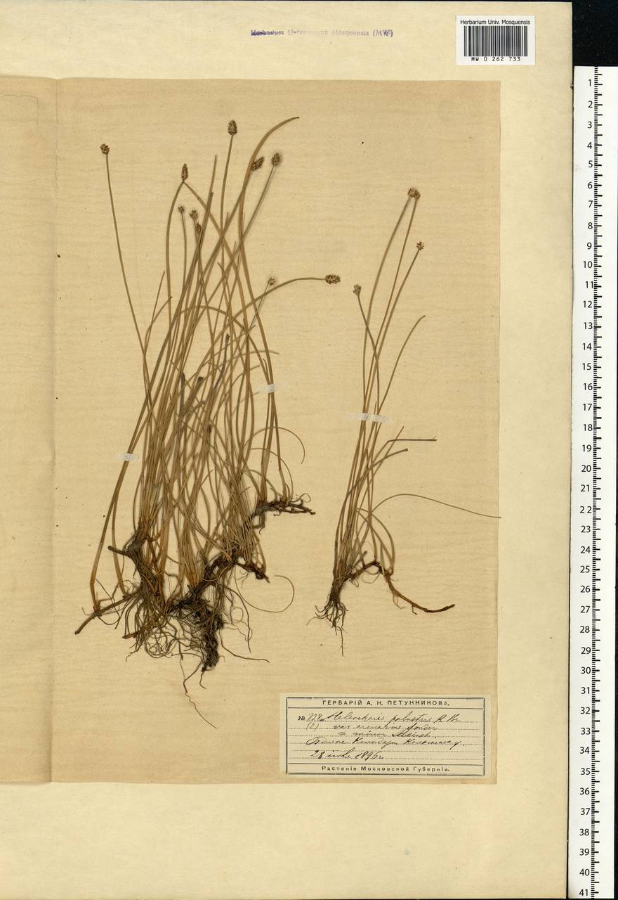 Eleocharis palustris (L.) Roem. & Schult., Eastern Europe, Moscow region (E4a) (Russia)