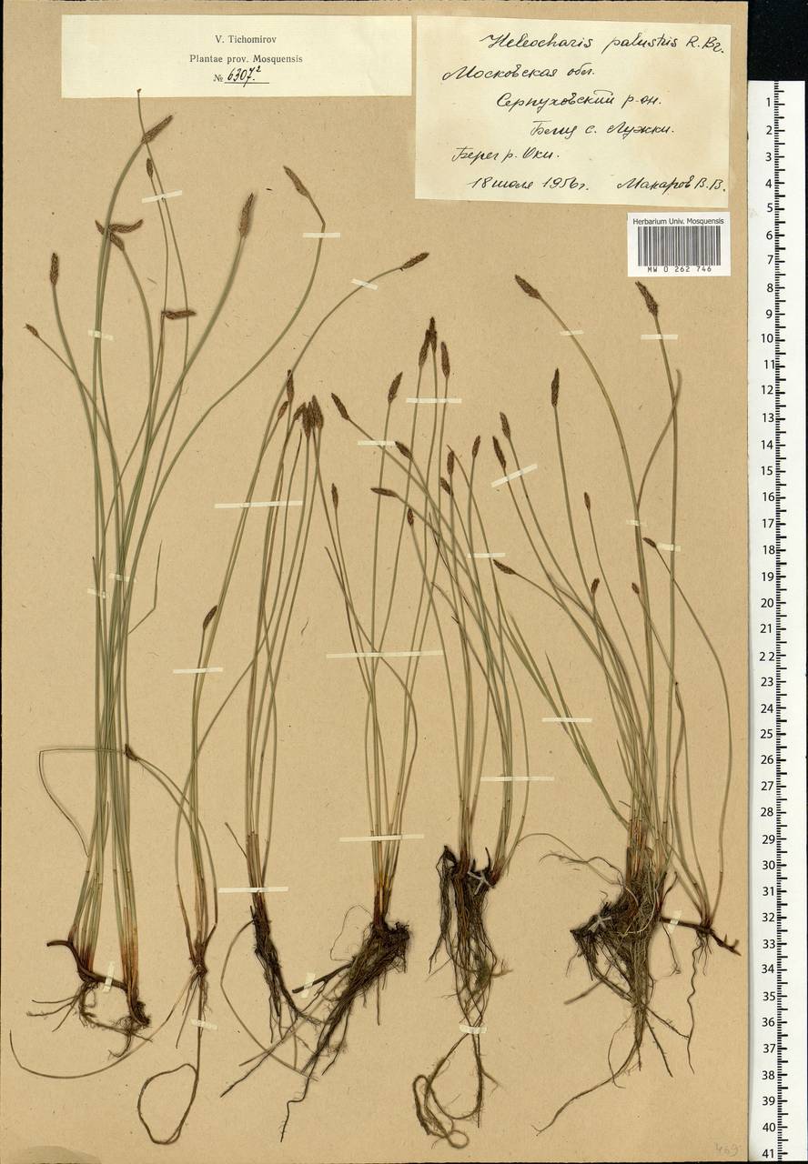 Eleocharis palustris (L.) Roem. & Schult., Eastern Europe, Moscow region (E4a) (Russia)