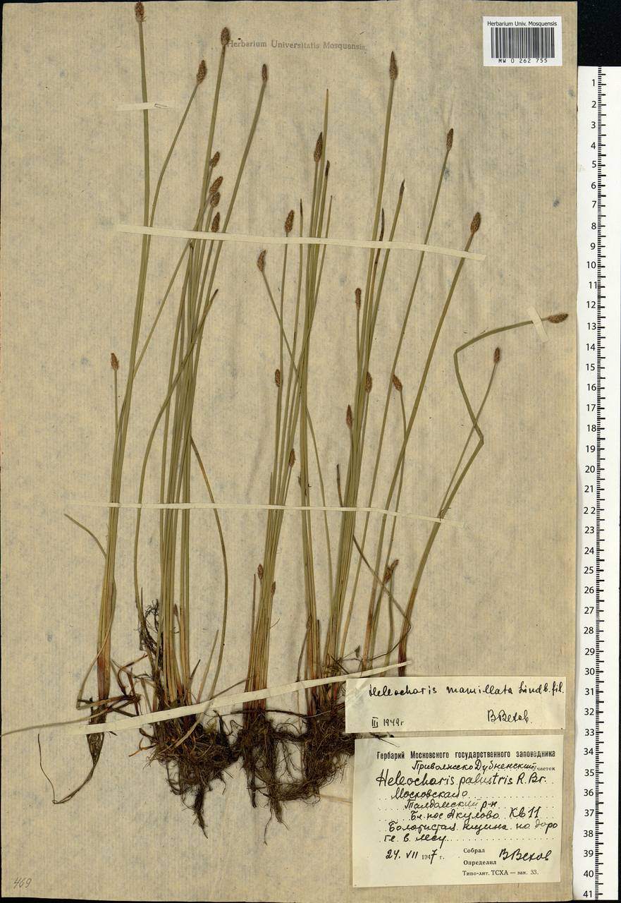 Eleocharis palustris (L.) Roem. & Schult., Eastern Europe, Moscow region (E4a) (Russia)