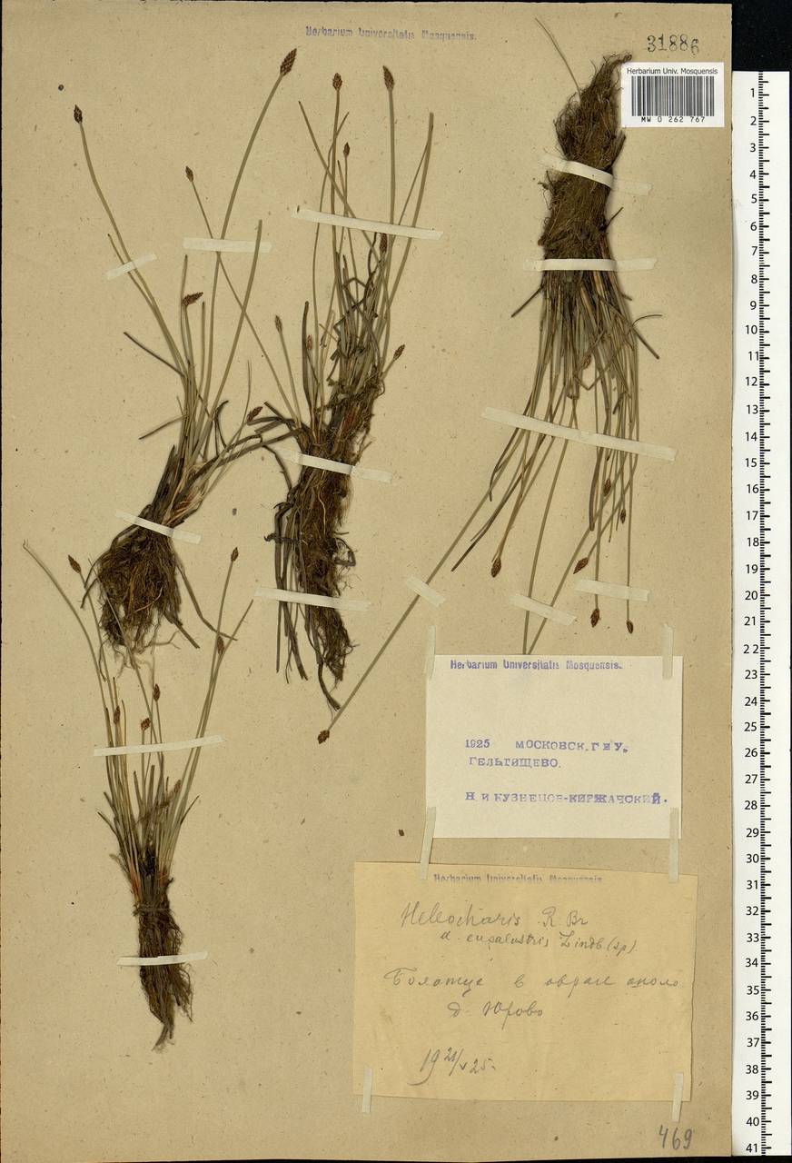 Eleocharis palustris (L.) Roem. & Schult., Eastern Europe, Moscow region (E4a) (Russia)