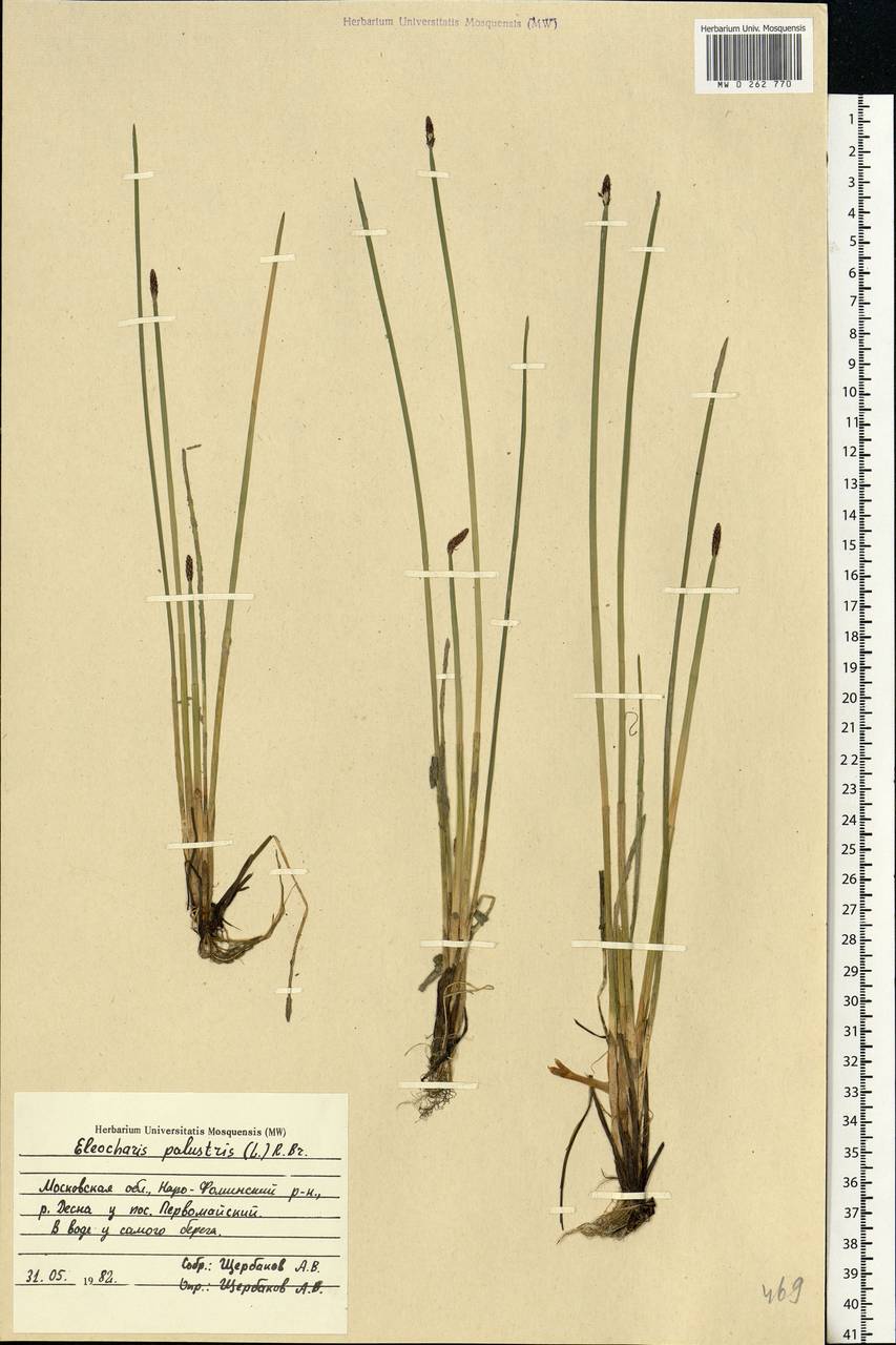 Eleocharis palustris (L.) Roem. & Schult., Eastern Europe, Moscow region (E4a) (Russia)