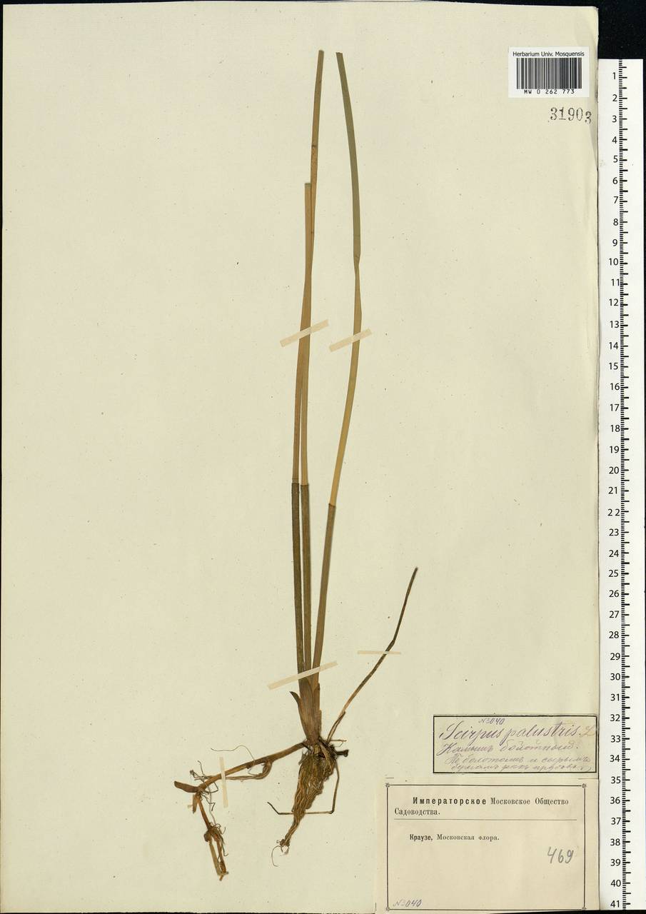 Eleocharis palustris (L.) Roem. & Schult., Eastern Europe, Moscow region (E4a) (Russia)