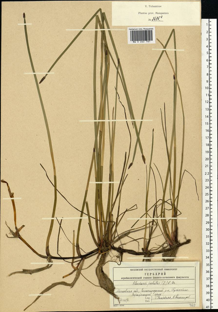 Eleocharis palustris (L.) Roem. & Schult., Eastern Europe, Moscow region (E4a) (Russia)