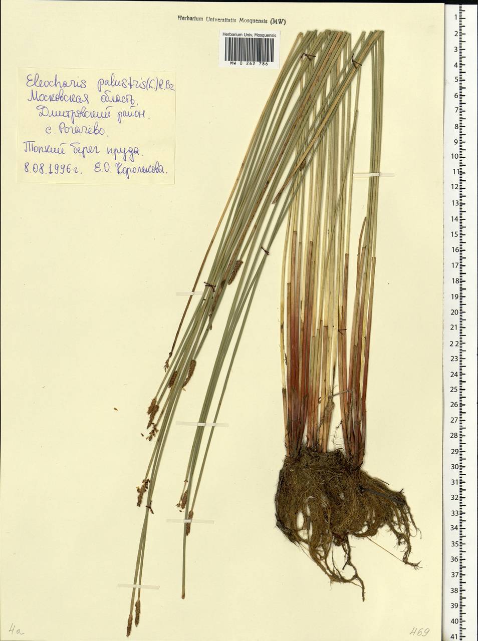 Eleocharis palustris (L.) Roem. & Schult., Eastern Europe, Moscow region (E4a) (Russia)