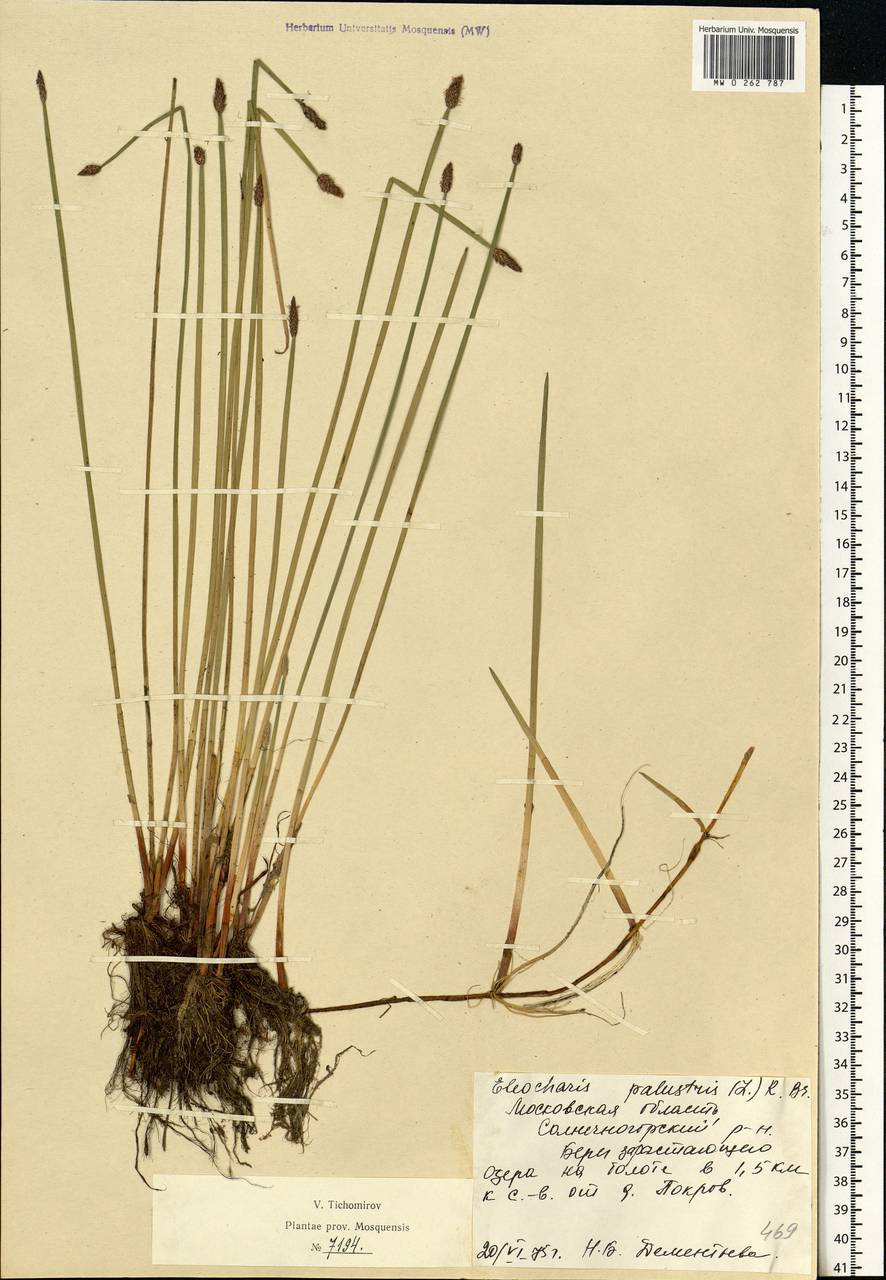 Eleocharis palustris (L.) Roem. & Schult., Eastern Europe, Moscow region (E4a) (Russia)