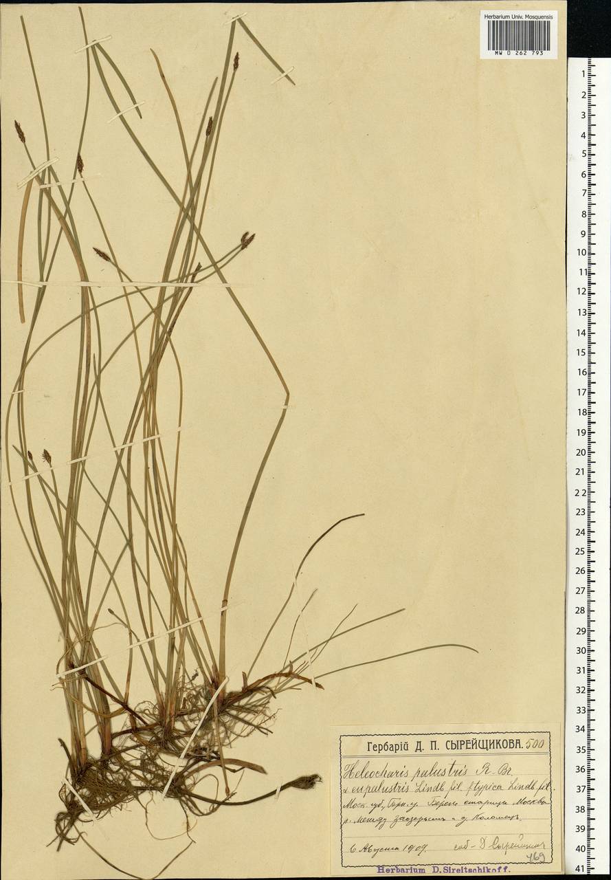 Eleocharis palustris (L.) Roem. & Schult., Eastern Europe, Moscow region (E4a) (Russia)