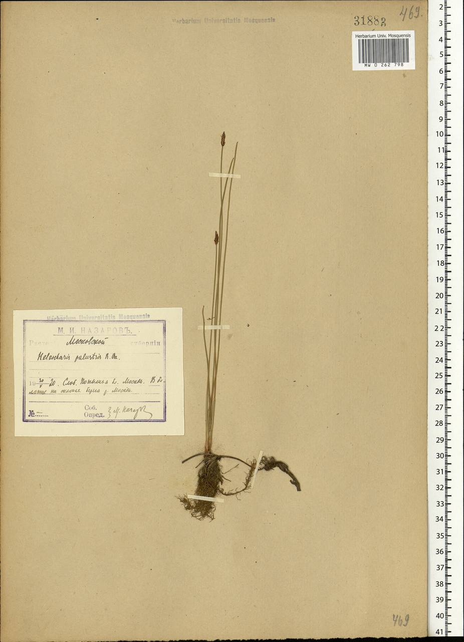 Eleocharis palustris (L.) Roem. & Schult., Eastern Europe, Moscow region (E4a) (Russia)