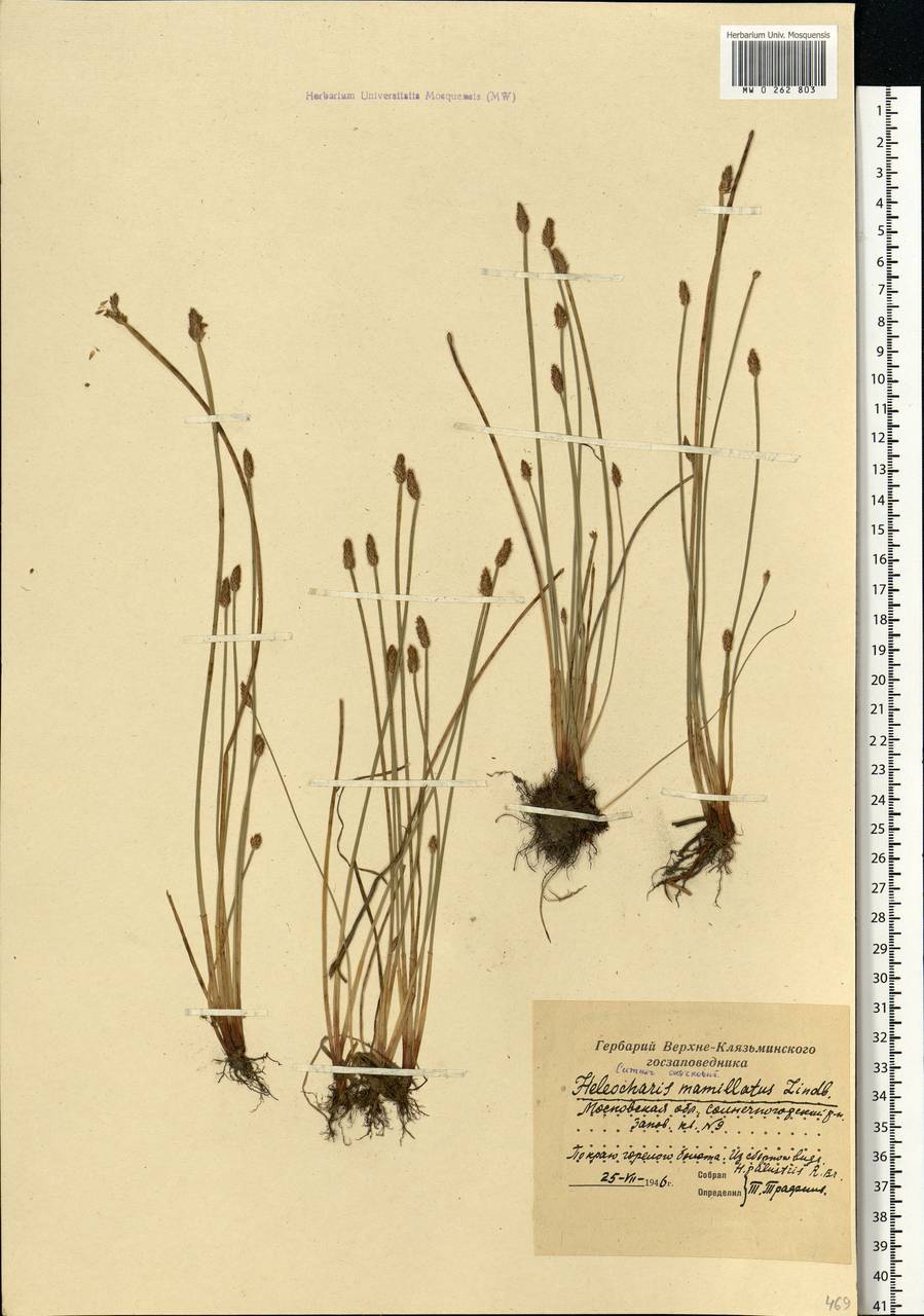 Eleocharis palustris (L.) Roem. & Schult., Eastern Europe, Moscow region (E4a) (Russia)