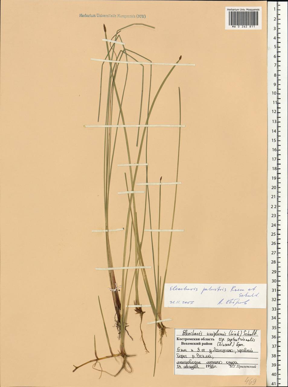 Eleocharis palustris (L.) Roem. & Schult., Eastern Europe, Central forest region (E5) (Russia)