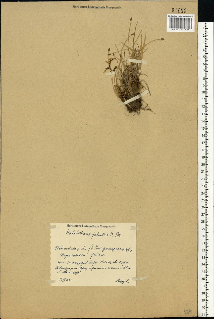 Eleocharis palustris (L.) Roem. & Schult., Eastern Europe, Central forest region (E5) (Russia)