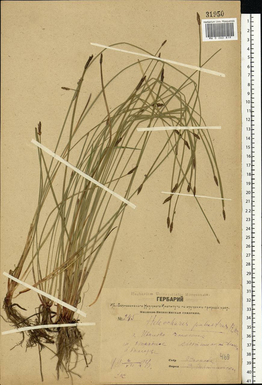 Eleocharis palustris (L.) Roem. & Schult., Eastern Europe, Central forest region (E5) (Russia)