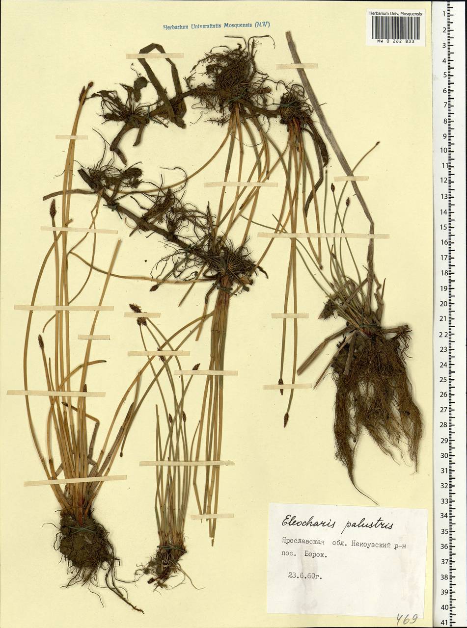 Eleocharis palustris (L.) Roem. & Schult., Eastern Europe, Central forest region (E5) (Russia)