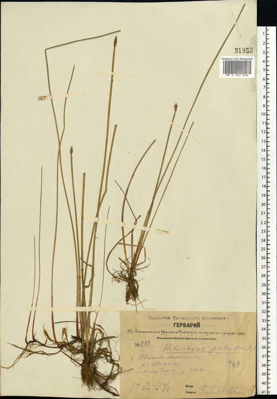 Eleocharis palustris (L.) Roem. & Schult., Eastern Europe, Central forest region (E5) (Russia)