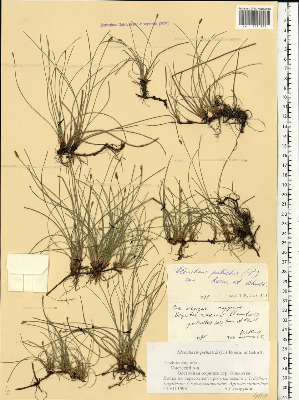 Eleocharis palustris (L.) Roem. & Schult., Eastern Europe, Central forest-and-steppe region (E6) (Russia)