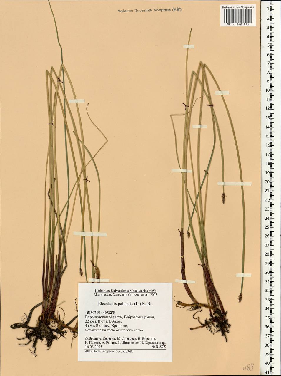 Eleocharis palustris (L.) Roem. & Schult., Eastern Europe, Central forest-and-steppe region (E6) (Russia)