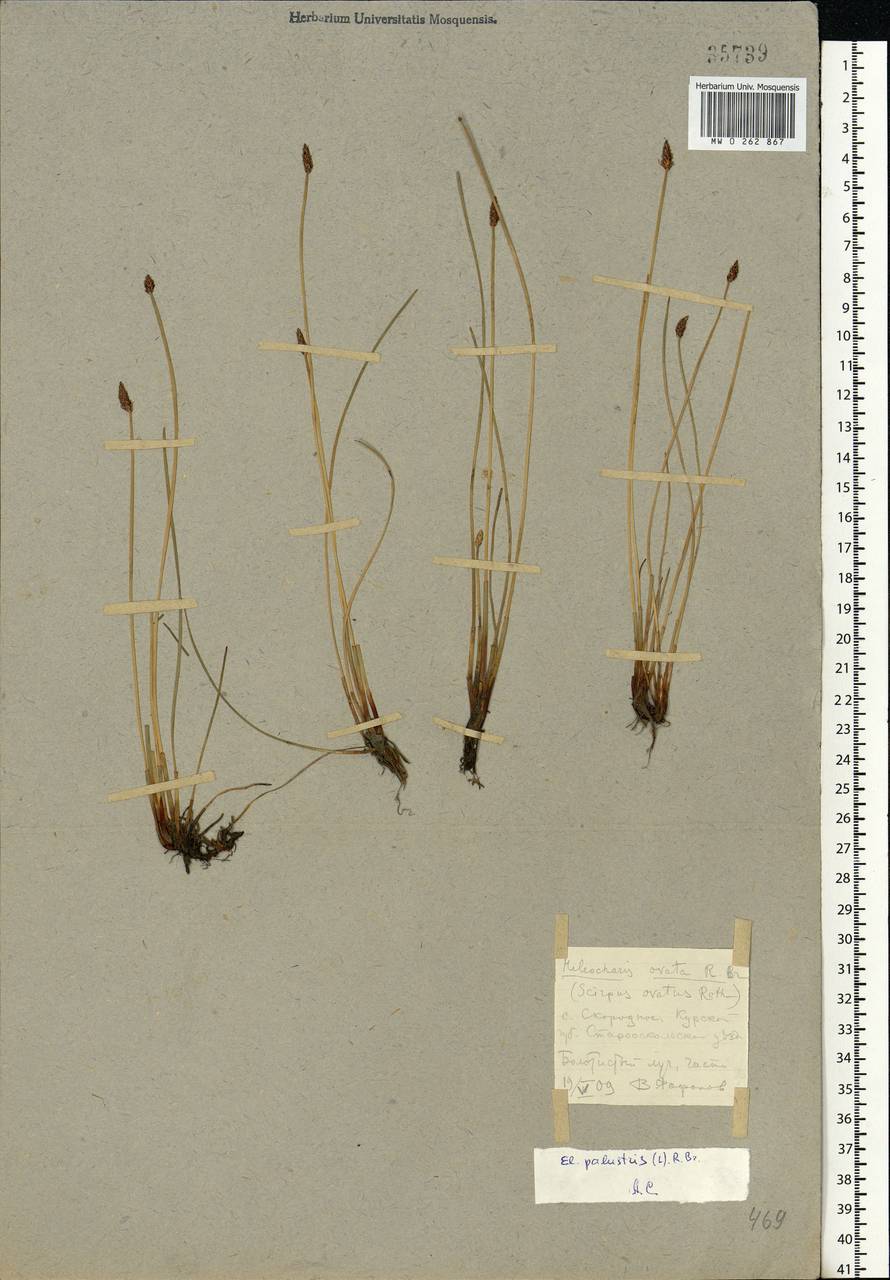 Eleocharis palustris (L.) Roem. & Schult., Eastern Europe, Central forest-and-steppe region (E6) (Russia)
